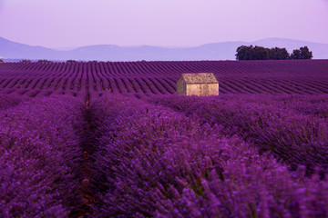 Plakat stone house at lavender field
