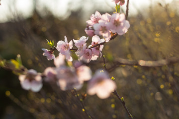 Cherry blossom