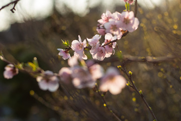 Cherry blossom