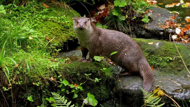 Eurasian otter calling for mate