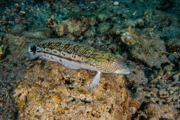 Fish swim in the Red Sea, colorful fish, Eilat Israel
