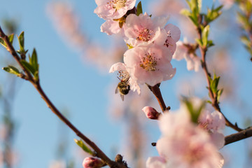 Cherry blossom and a bee
