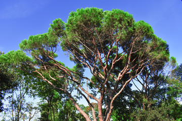 beautiful tree on blue sky background. Fresh green trees and bluea sky and clouds.