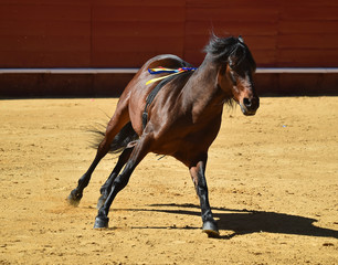 Obraz na płótnie Canvas spanish horse