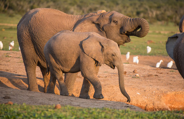 African Elephants Drinking Water in Late Afternoon