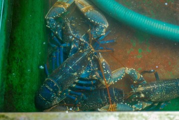 Seafood Market in Norway with live blue lobster for sale 