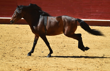 Obraz premium horse