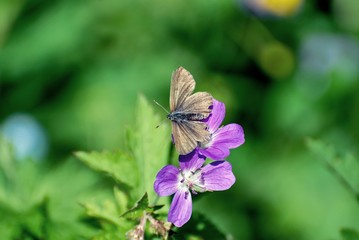 Brown Butterfly or Moth on purple flowers in Norway 