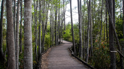 path in the forest