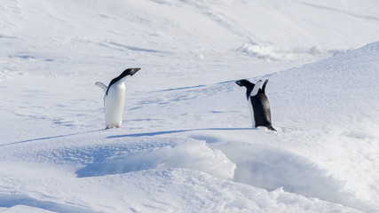Pair of arguing Adelie Penguins