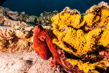 Fototapeta premium Octopus king of camouflage in the Red Sea, eilat israel 