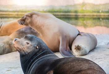 Seelöwenfamilie Seelöwe 