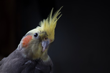 pretty Cockatiel Nymphicus hollandicus normal male young parrot isolated on black plain background look up