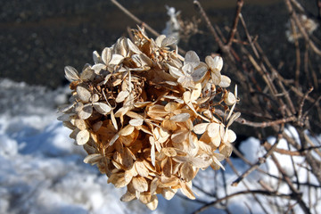 Spring flower in a bush 