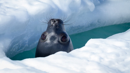 Weddell Seal coming up for air in a breathing hole in the ice