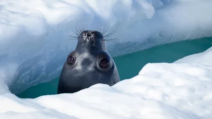 Deurstickers Baardrob Weddell Seal coming up for air in a breathing hole in the ice