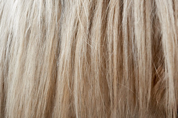 close up white horse mane. wool white horse