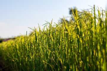 Low view, green rice grains.