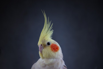 Cockatiel Nymphicus hollandicus lutino portrait pretty female headshot on black plain background
