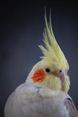 Cockatiel Nymphicus hollandicus lutino portrait pretty female headshot on black plain background  closeup