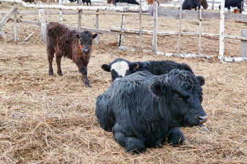 young black and brown bulls and cows with tags in their ears are lying on the hay on the farm field and are chewing and eating hay. farm animals without GMOs in their natural habitat