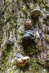 Fototapeta na wymiar Close-up trunk of dead tree with parasites growing on it, Krasnodar region, Russia