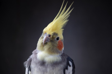 Cockatiel Nymphicus hollandicus normal grey parrot male portrait head shot with black plain background