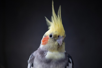 Cockatiel Nymphicus hollandicus normal male young parrot isolated on black plain background