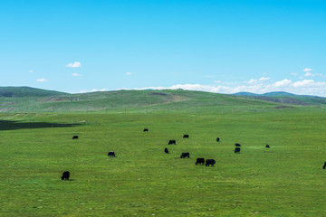 Fototapeta premium aqu Qiangtang Plateau Ranch Scenery, Tibet, China
