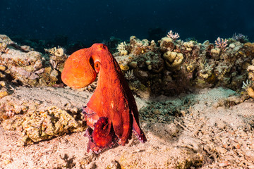 Octopus king of camouflage in the Red Sea, eilat israel 