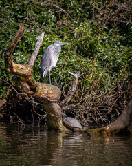 Grey heron standing on one leg on a dead tree in water with green trees in the background.