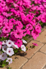 Closeup Petunia flowers (Petunia hybrida) in the garden. Flowerbed with multicoloured petunias in springtime sunny day at Ashikaga Flower Park, Tochigi prefecture, Famous travel destination in Japan