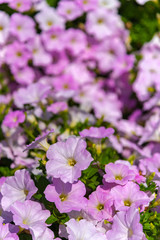 Closeup Petunia flowers (Petunia hybrida) in the garden. Flowerbed with multicoloured petunias in springtime sunny day at Ashikaga Flower Park, Tochigi prefecture, Famous travel destination in Japan