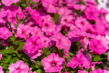 Fototapeta premium Closeup Petunia flowers (Petunia hybrida) in the garden. Flowerbed with multicoloured petunias in springtime sunny day at Ashikaga Flower Park, Tochigi prefecture, Famous travel destination in Japan