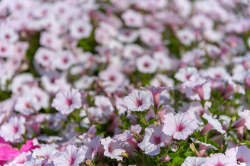 Closeup Petunia flowers (Petunia hybrida) in the garden. Flowerbed with multicoloured petunias in springtime sunny day at Ashikaga Flower Park, Tochigi prefecture, Famous travel destination in Japan