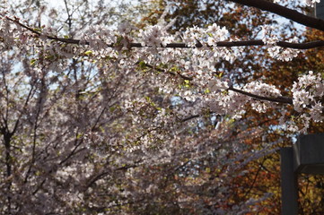 Cherry blossom in toronto canada