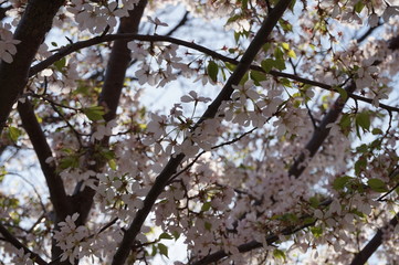 Cherry blossom in toronto canada