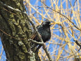European Starling, bird, winter, lake, beautiful, nature, animal, wildlife, starling