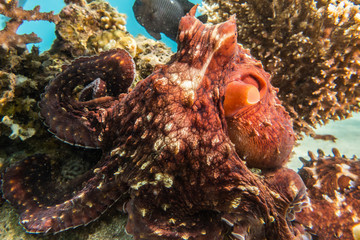 Octopus king of camouflage in the Red Sea, eilat israel 