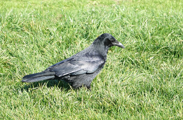 Carrion Crow (Corvus corone)