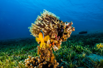 Clownfish in the Red Sea Colorful and beautiful, Eilat Israel