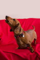 dachshund on red sofa