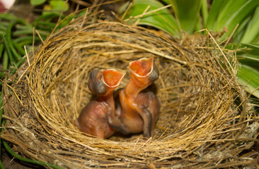 Bird baby in nest