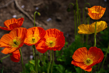 Fototapeta premium Closeup beautiful full bloom poppy flowers in springtime sunny day