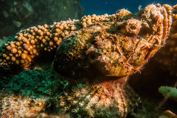 Octopus king of camouflage in the Red Sea, eilat israel 