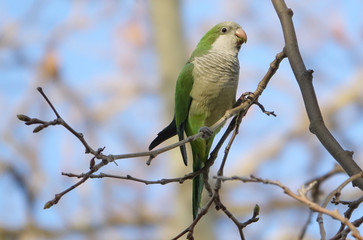 Beautiful Monk Parakeet  perched on a tree trunk in Barcelona, Spain.