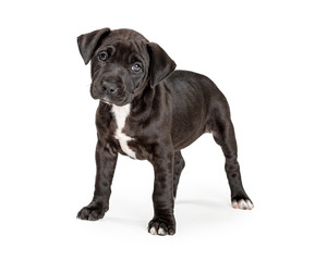 Black and white mixed Pit Bull Terrier Puppy