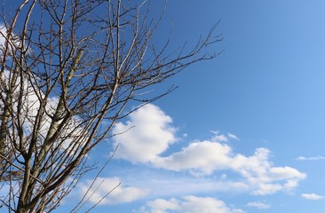風景　空　雲　春　落葉樹　杤木