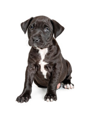 Cute Black Pit Bull Terrier Crossbreed Puppy