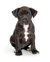 Cute Black Puppy With White Chest Sitting